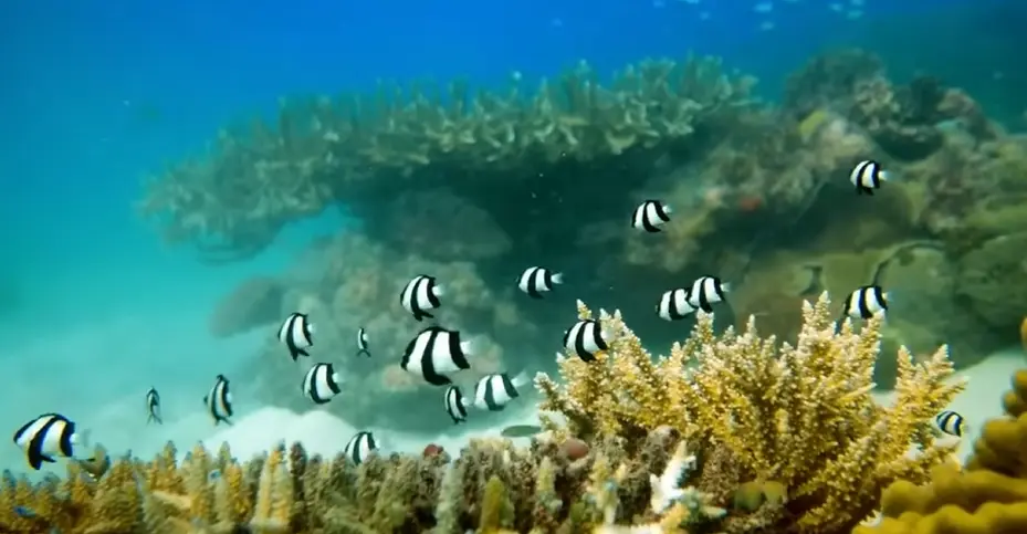 10 Most Beautiful Coral Reef Scuba Diving Destinations Worldwide 2 image 63