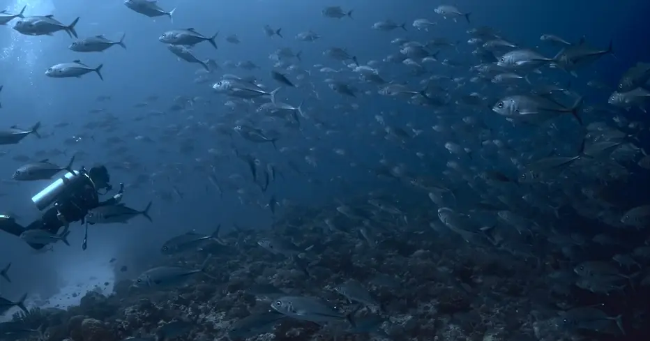 10 Most Beautiful Coral Reef Scuba Diving Destinations Worldwide 3 image 64