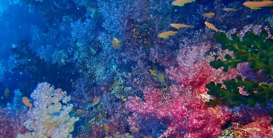 10 Most Beautiful Coral Reef Scuba Diving Destinations Worldwide 4 image 65
