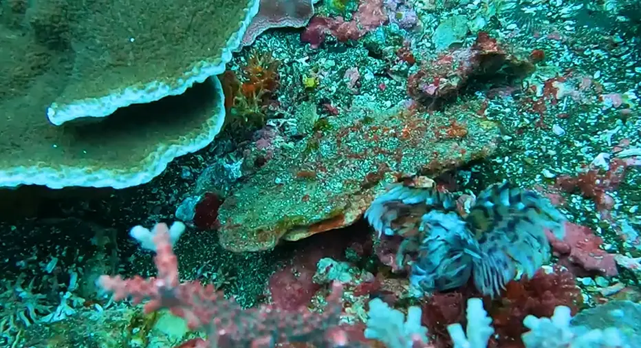 10 Most Beautiful Coral Reef Scuba Diving Destinations Worldwide 5 image 66