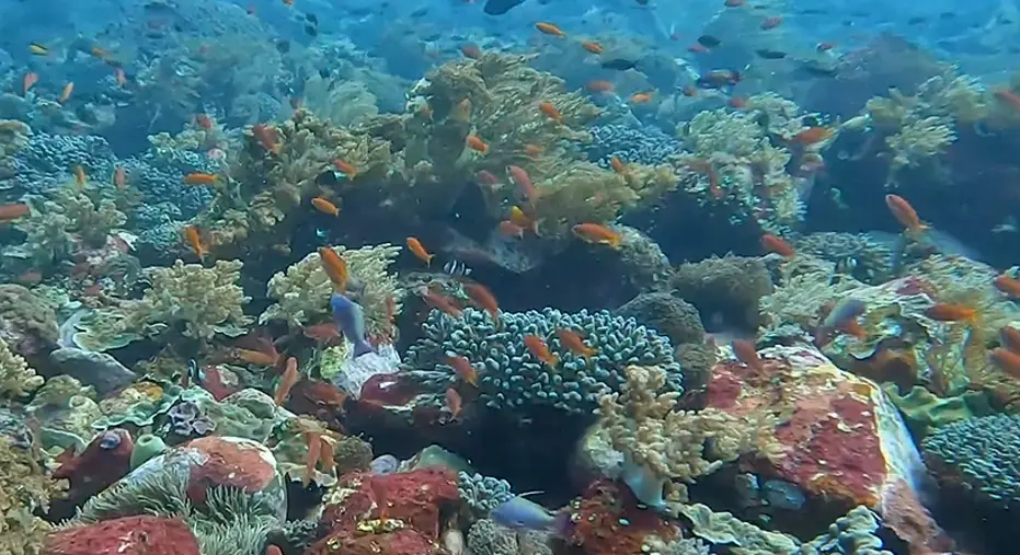 10 Most Beautiful Coral Reef Scuba Diving Destinations Worldwide 6 image 67